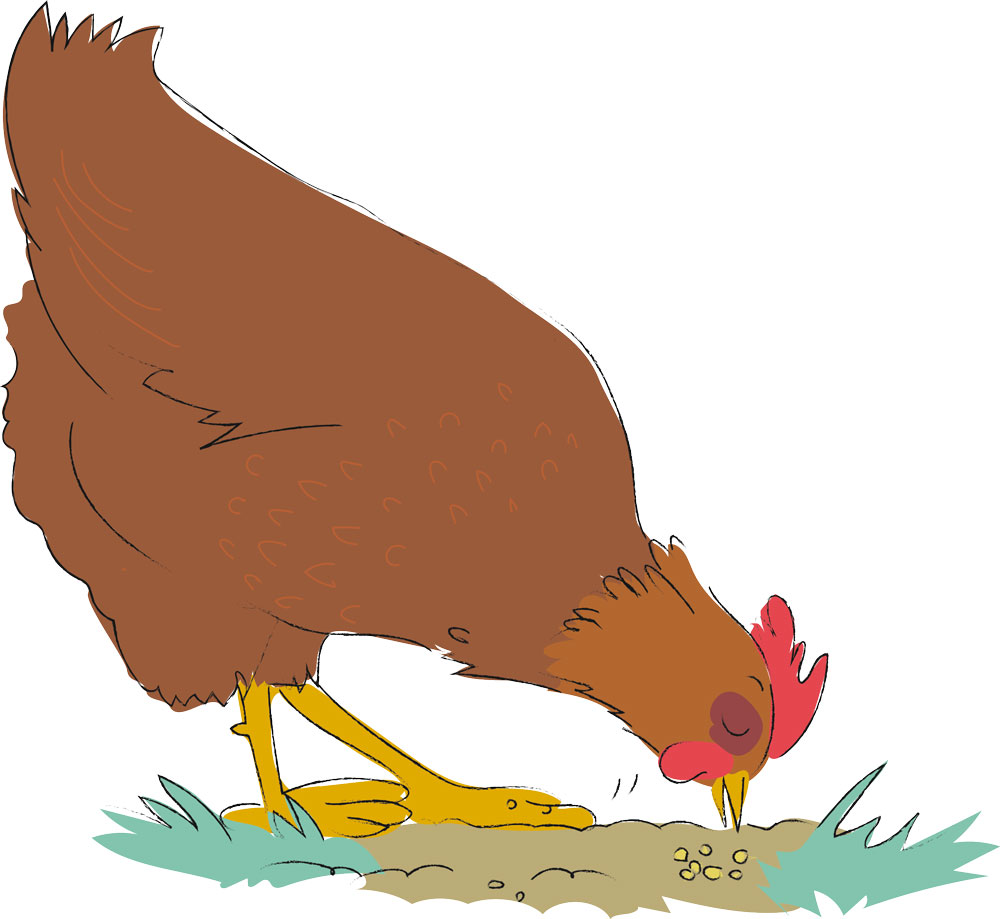 Perché le galline non depongono nei loro nidi? - Omlet Blog Italy